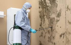 Reliable Berwick, LA Mold Removal Services Solutions